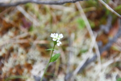 Eutrema edwardsii