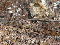 Schistocerca literosa