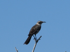 Mimus parvulus bauri