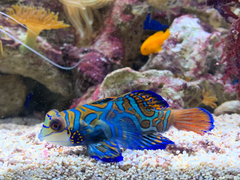 Synchiropus