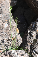 Eutrema edwardsii
