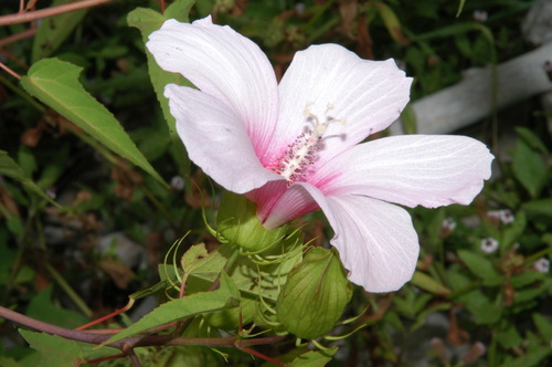 Halberd-leaf Rosemallow