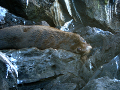Arctocephalus galapagoensis