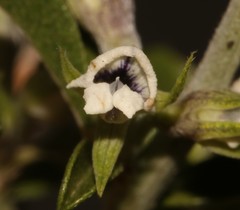 Psoralea spissa