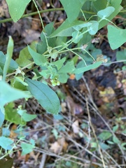 Persicaria perfoliata