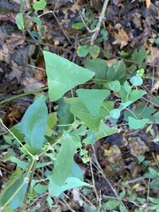 Persicaria perfoliata