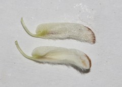 Aspalathus barbigera