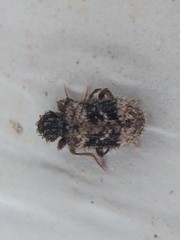 Ptinus texanus