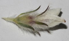 Aspalathus barbigera