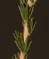 Aspalathus barbigera