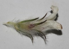 Aspalathus barbigera