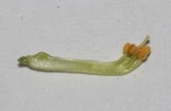 Aspalathus barbigera