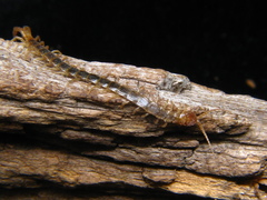 Cryptops beebei