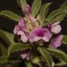 Psoralea decumbens - Photo 由 Brian du Preez 所上傳的 (c) Brian du Preez，保留部份權利CC BY-SA