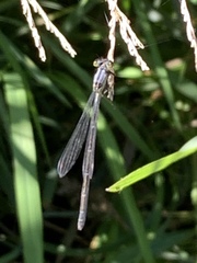 Ischnura cervula