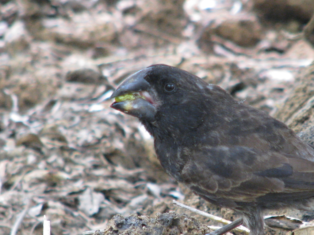Large Ground-Finch (Geospiza magnirostris) photo