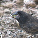 Large Ground-Finch - Photo (c) Felipe Campos, some rights reserved (CC BY-NC), uploaded by Felipe Campos