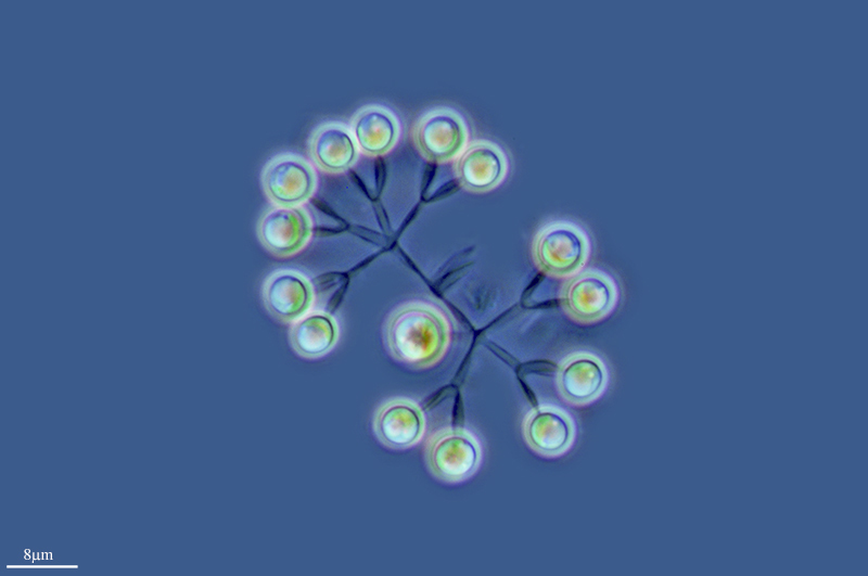 Dictyosphaerium
