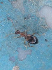 Acanthinus scitulus