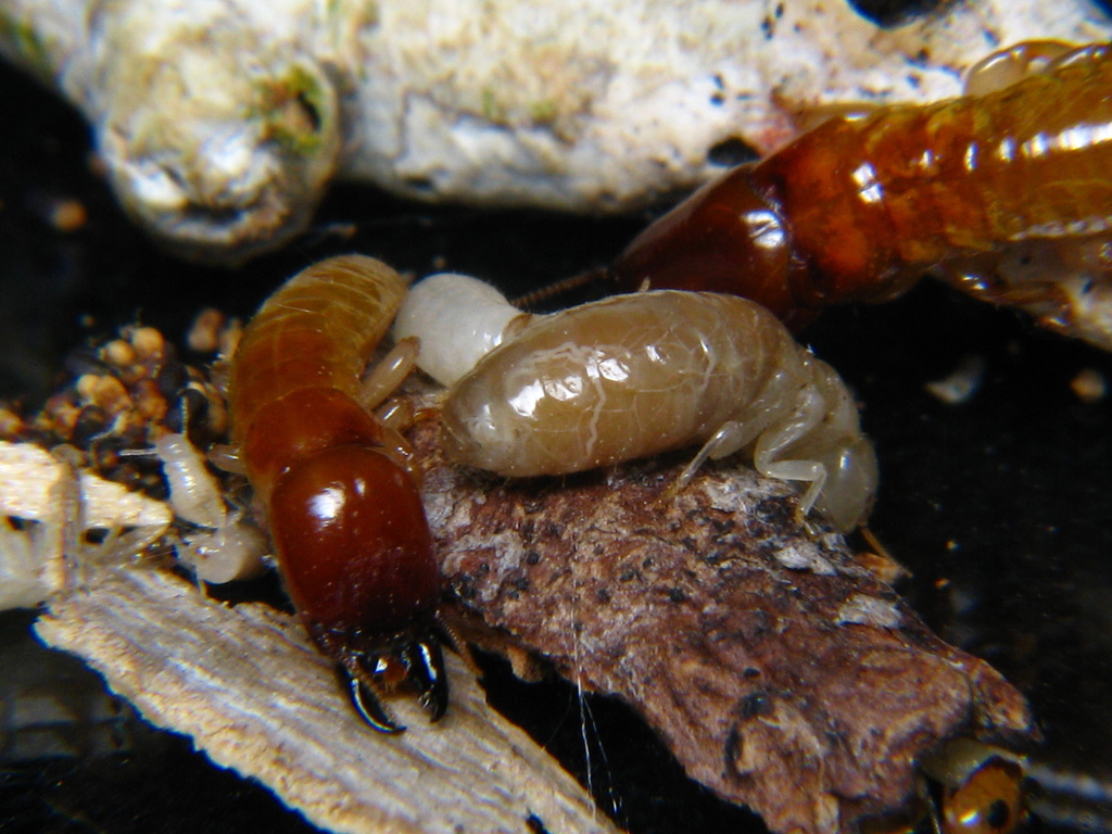 Incisitermes pacificus