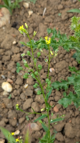 Gold-of-pleasure (Camelina sativa)