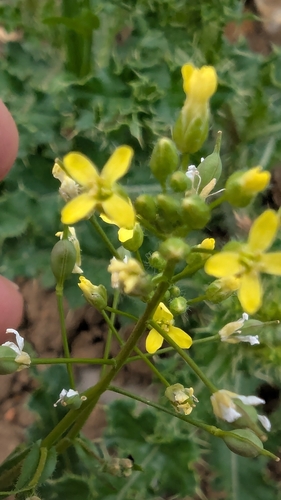 Camelina sativa, photograph 2