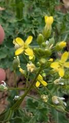 author not stated, no rights reserved Camelina sativa, photograph author not stated, no rights reserved