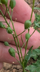 author not stated, no rights reserved Camelina sativa, photograph author not stated, no rights reserved