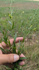 author not stated, no rights reserved Camelina sativa, photograph author not stated, no rights reserved