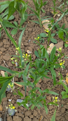 Camelina sativa, photograph 5