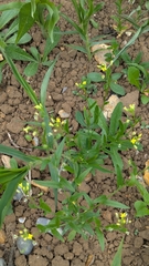 author not stated, no rights reserved Camelina sativa, photograph author not stated, no rights reserved
