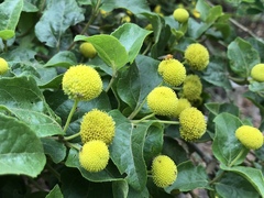 Podanthus ovatifolius