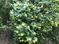 Podanthus ovatifolius