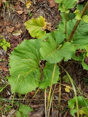 Silphium compositum