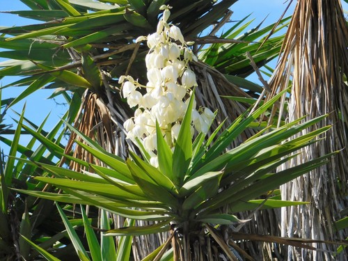Yucca gigantea