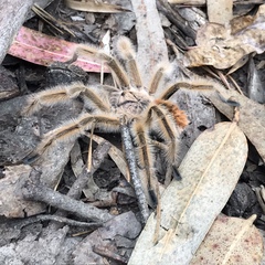 Phrixotrichus vulpinus