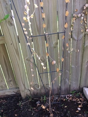 Lonicera sempervirens