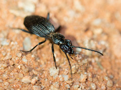 Gonogenia
