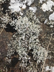 Stereocaulon vesuvianum