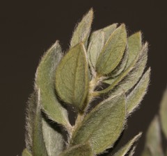 Xiphotheca fruticosa