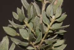 Xiphotheca fruticosa