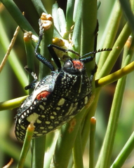 Julodis