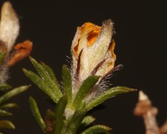 Aspalathus stenophylla