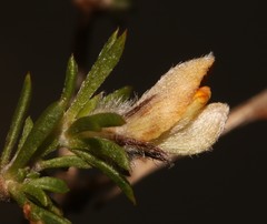 Aspalathus stenophylla