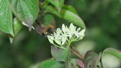 Volucella inflata