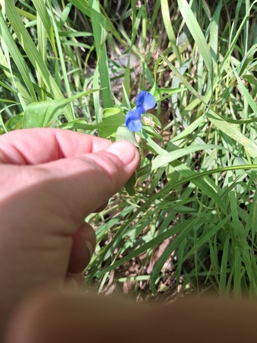Asiatic dayflower