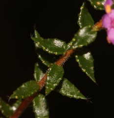 Agathosma odoratissima