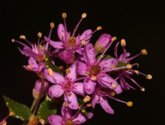 Agathosma odoratissima