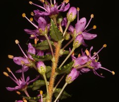 Agathosma odoratissima
