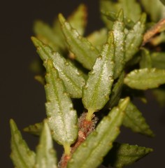 Agathosma odoratissima